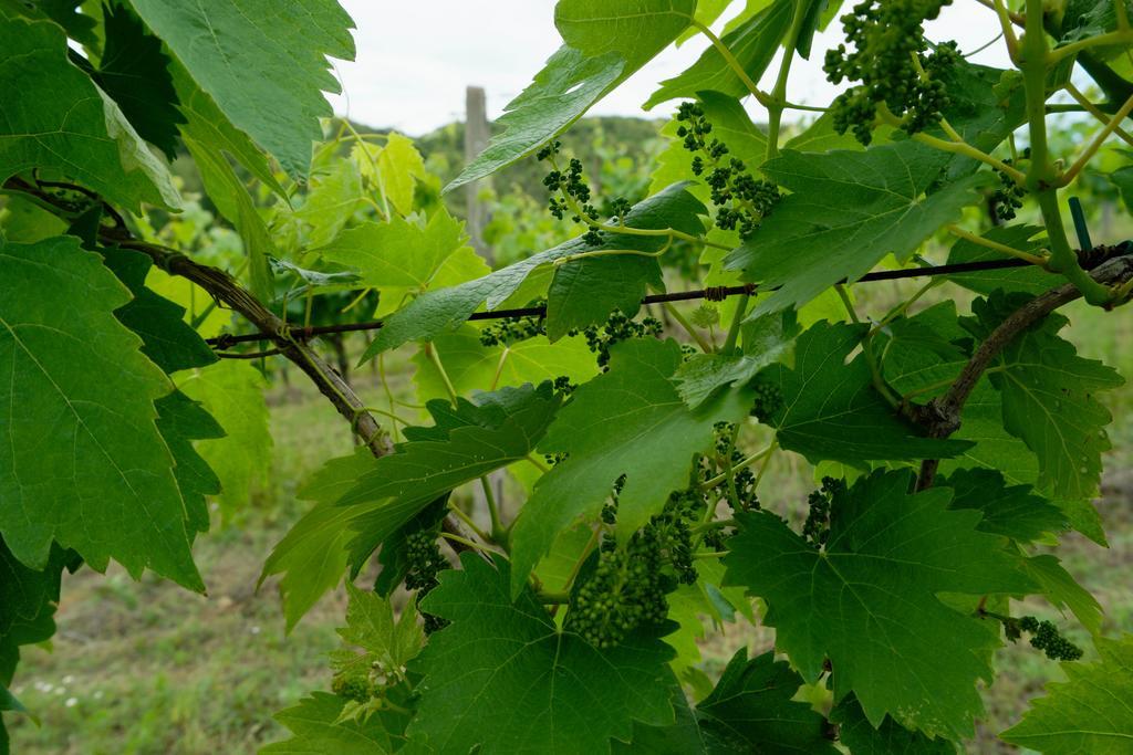 Il Borghetto Tuscan Holidays サン・ジミニャーノ エクステリア 写真